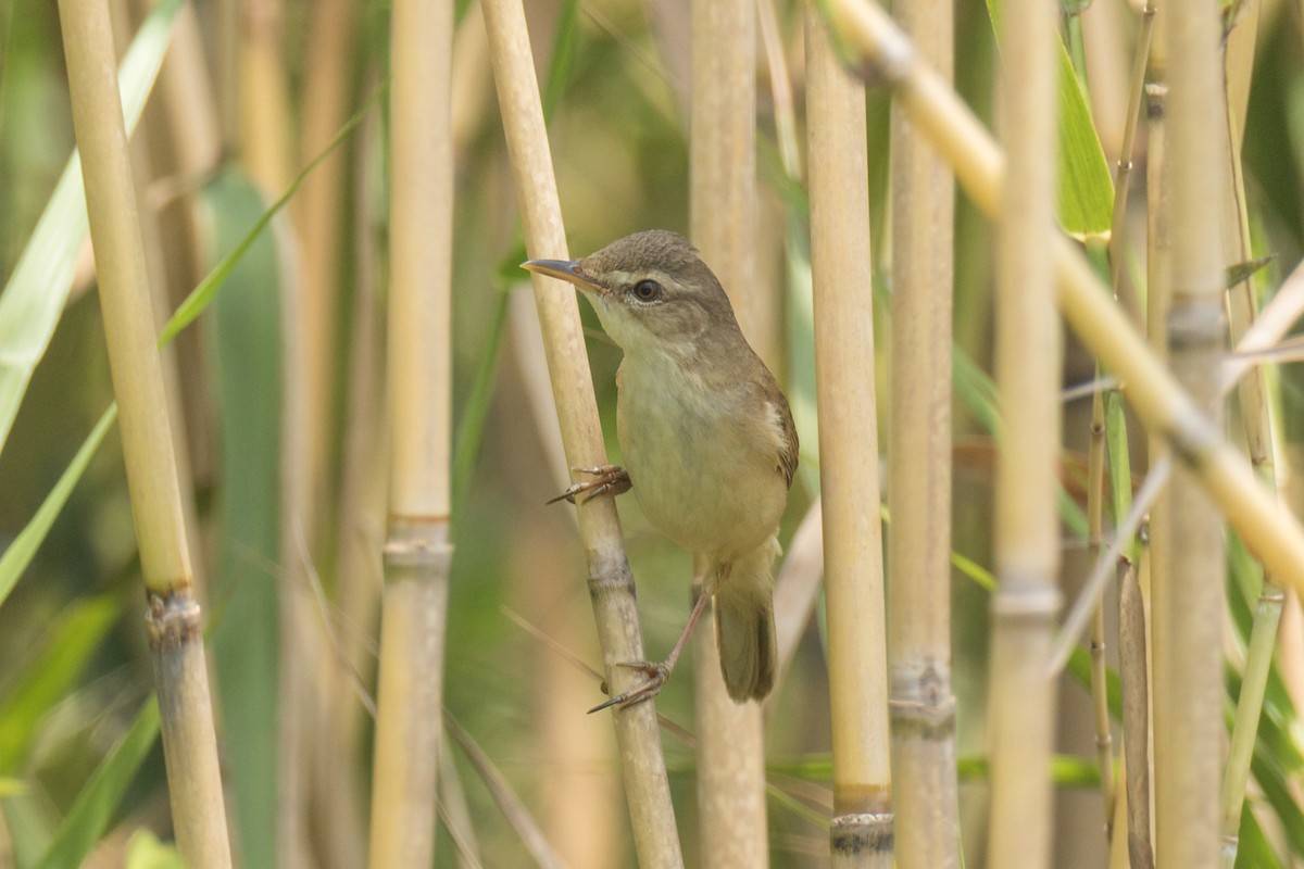 Blunt-winged Warbler - ML329626531