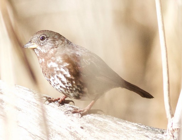 Fox Sparrow (Sooty) - ML32962871