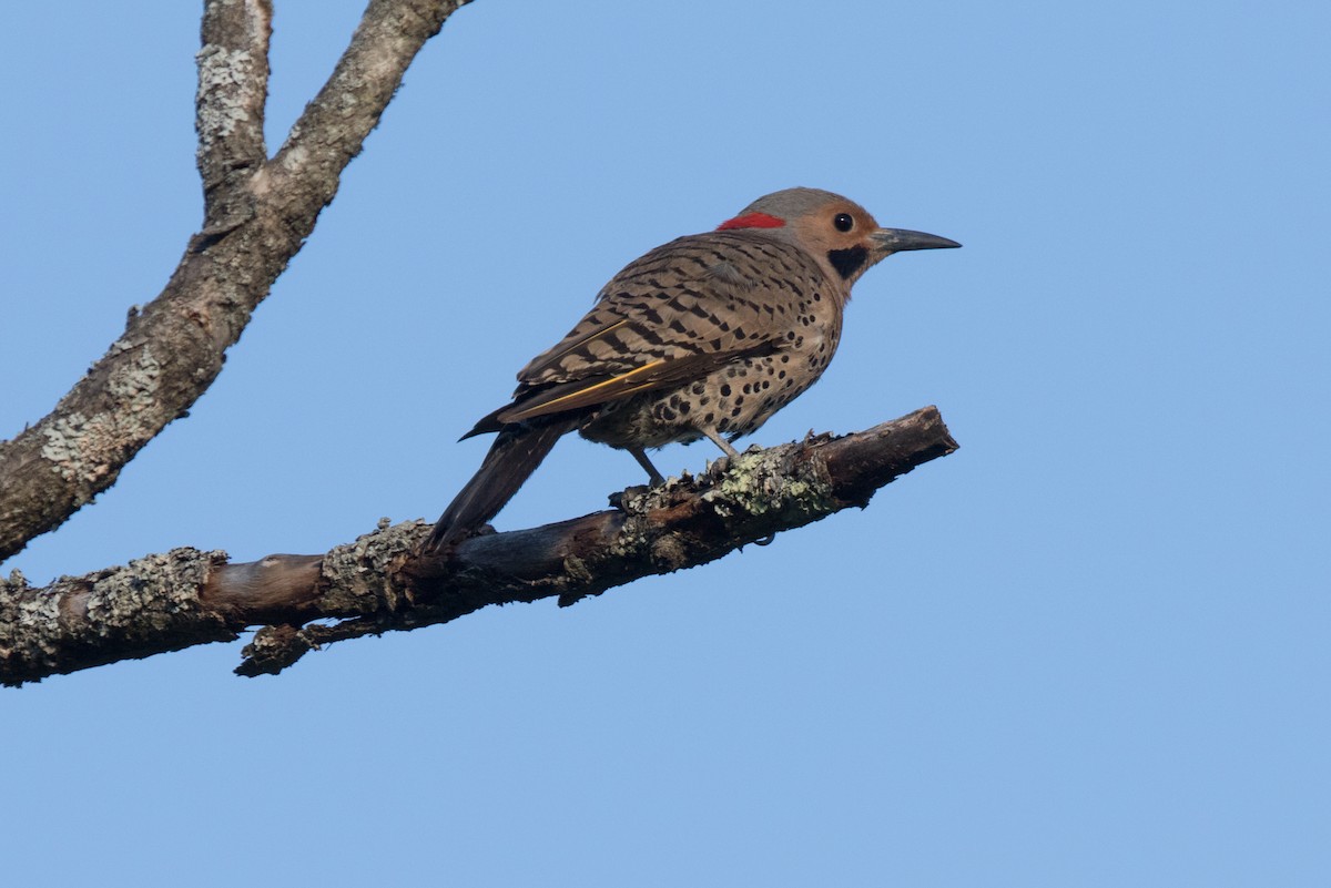 Northern Flicker (Yellow-shafted) - Steve Kelling