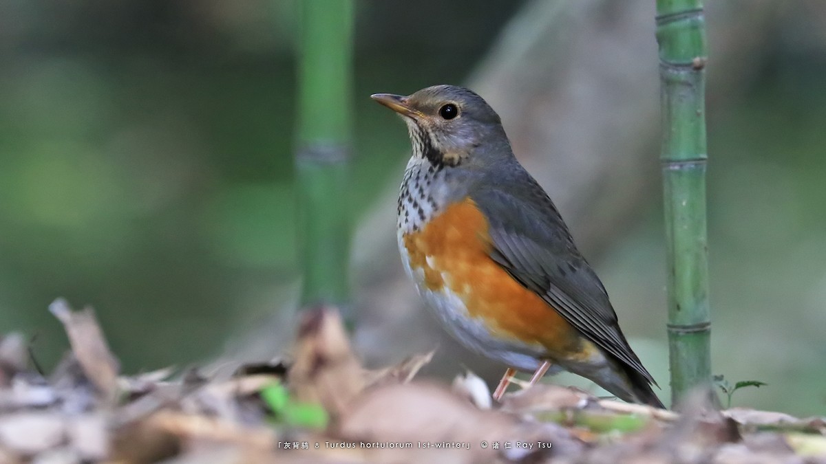 Gray-backed Thrush - ML329630291