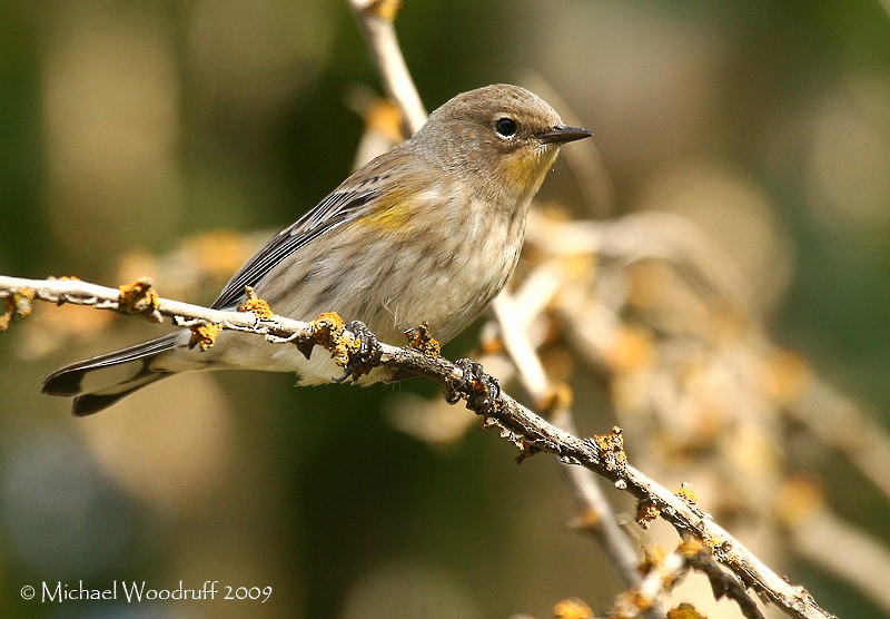 Yellow-rumped Warbler (Audubon's) - ML32963041