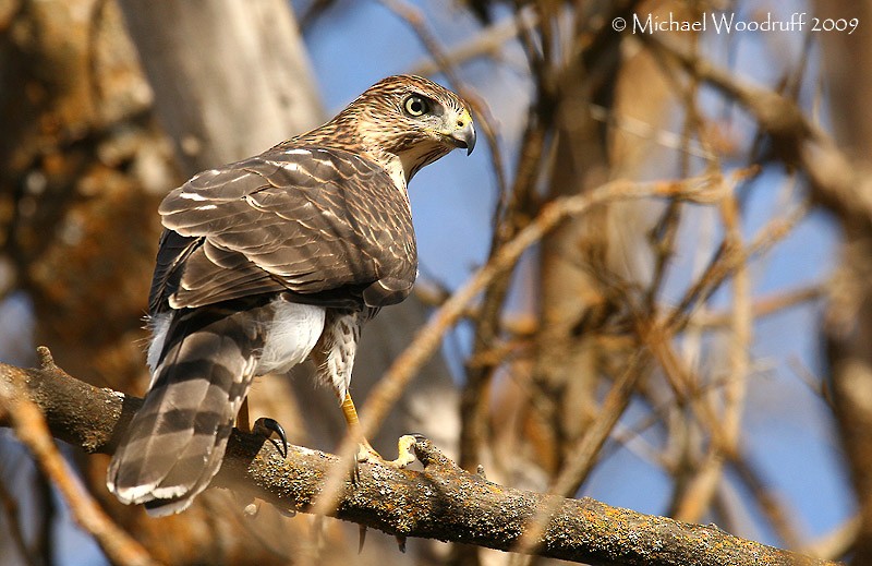 Cooper's Hawk - ML32963051