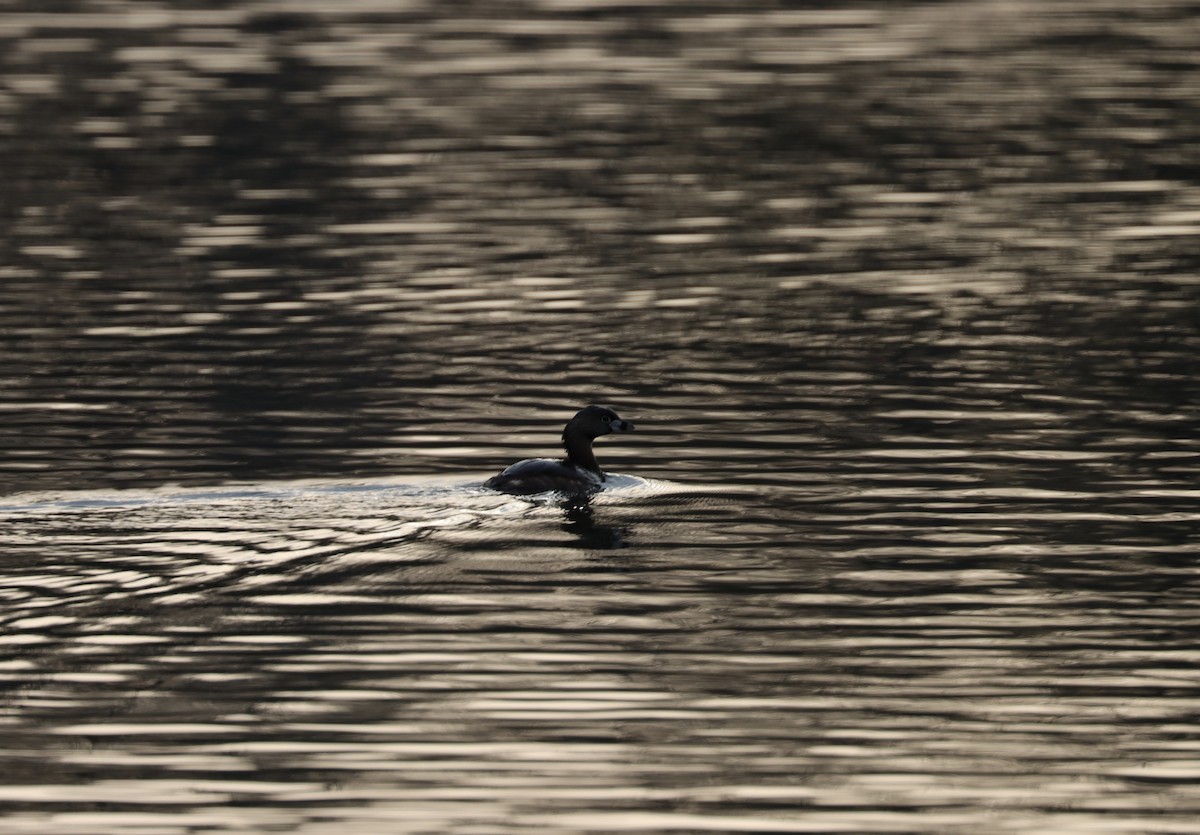 Pied-billed Grebe - ML329631041