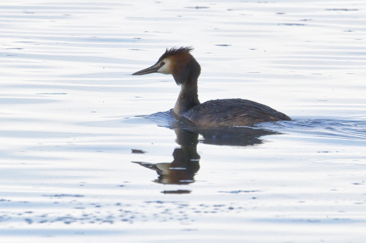 Great Crested Grebe - ML329631751