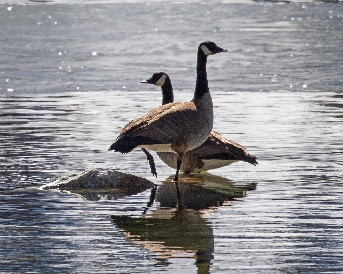 Canada Goose - ML329632151