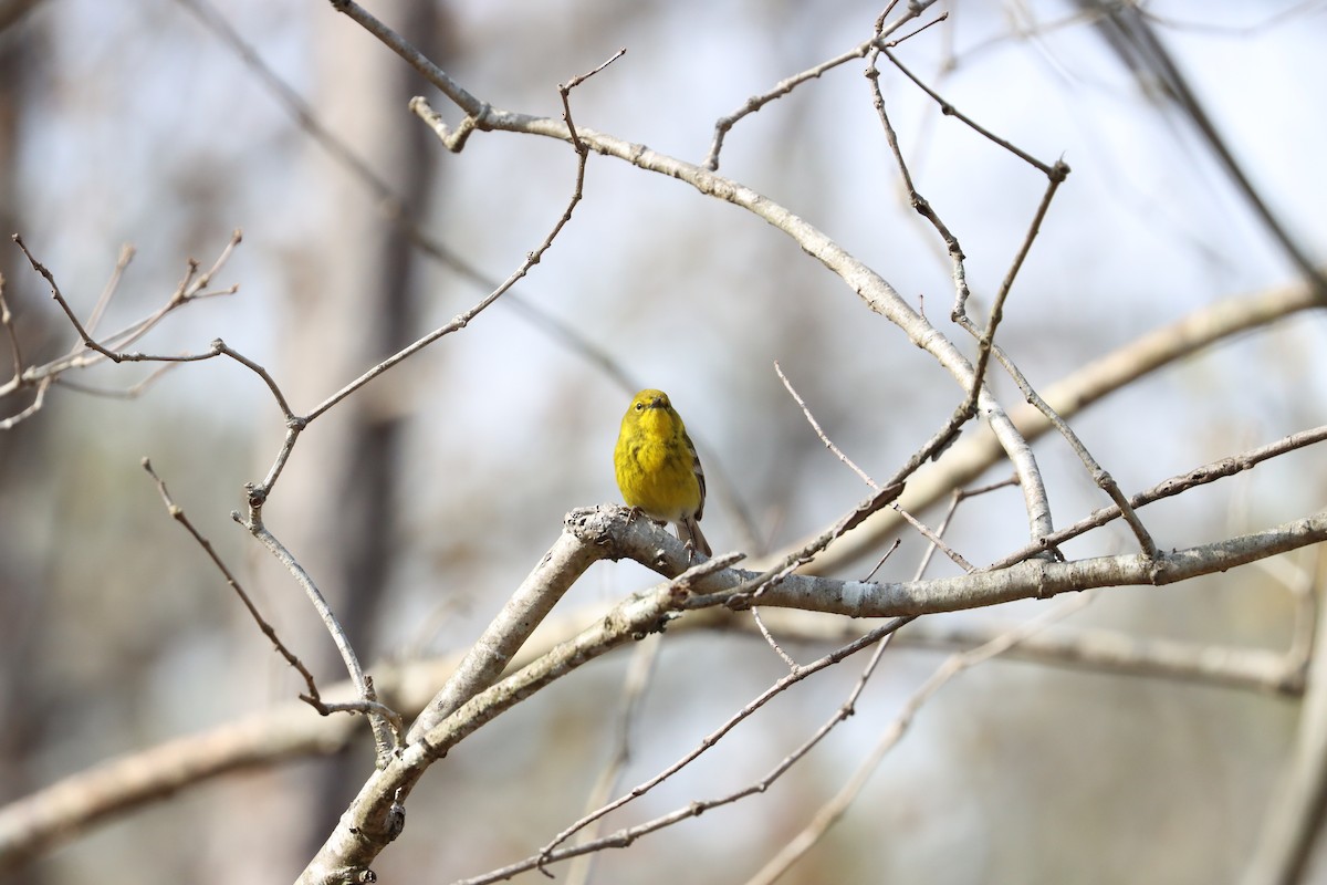 Pine Warbler - ML329632671