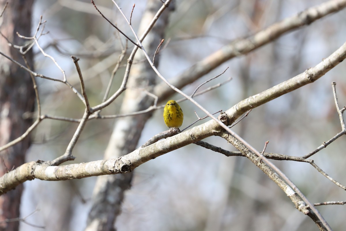 Pine Warbler - ML329632691