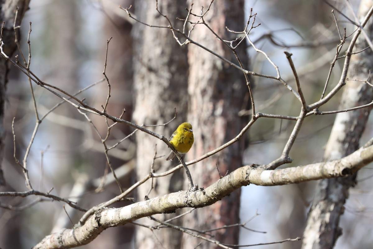 Pine Warbler - ML329632711