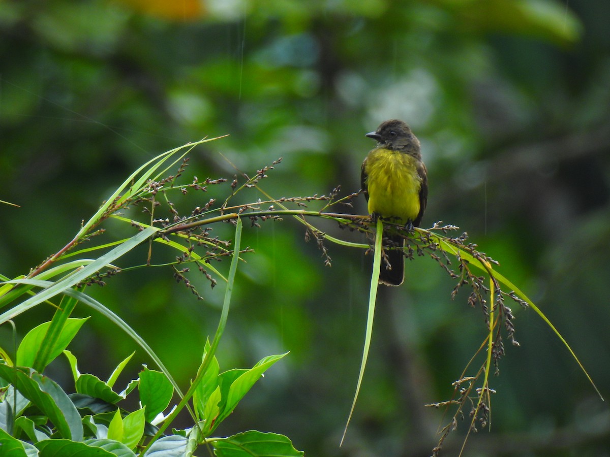 Dusky-chested Flycatcher - ML329633171