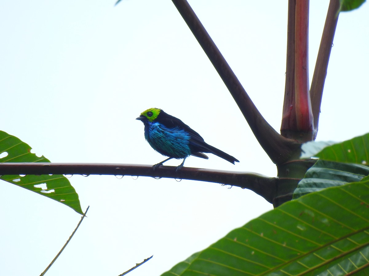 Paradise Tanager - ML329633281