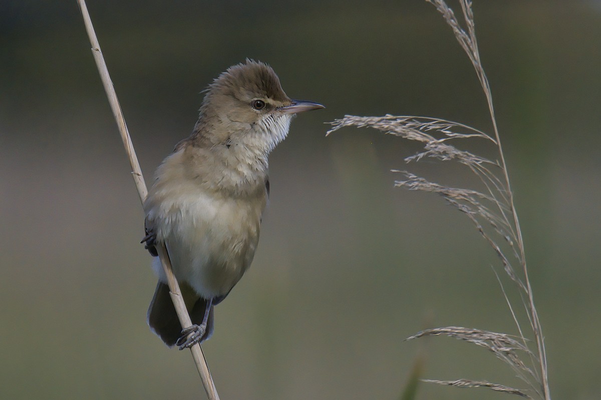 Great Reed Warbler - ML329633351