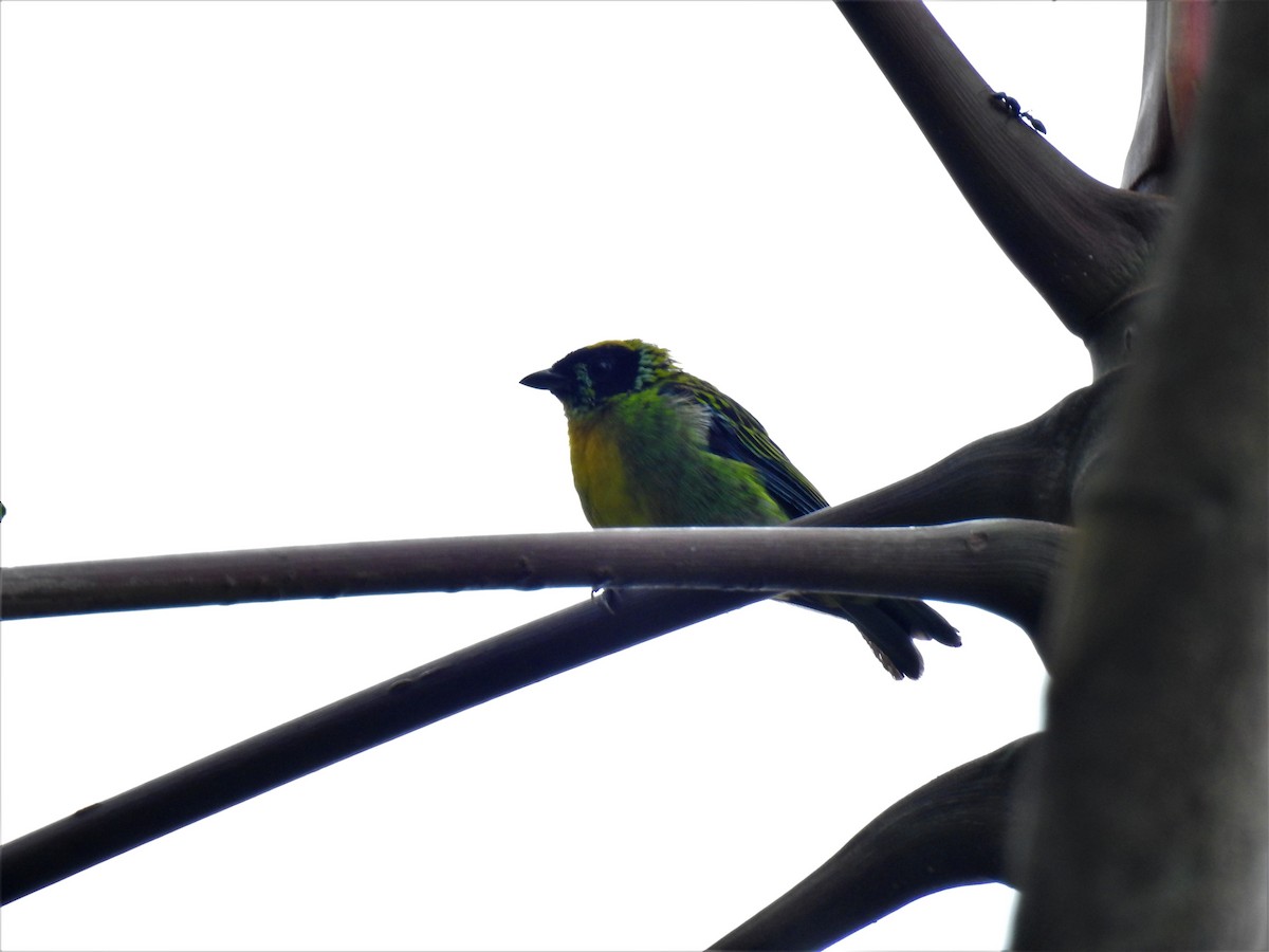 Green-and-gold Tanager - ML329633501
