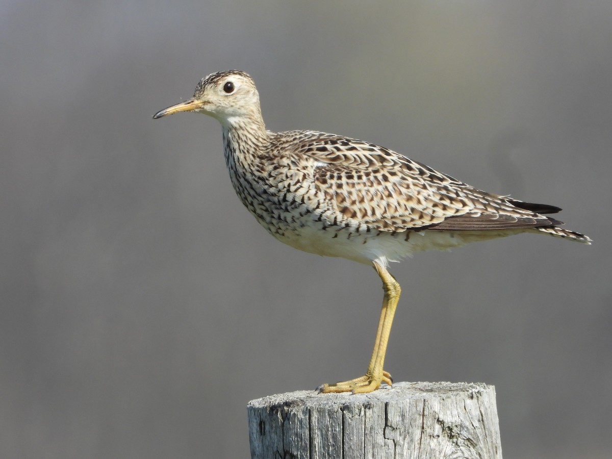 Upland Sandpiper - George Prieksaitis