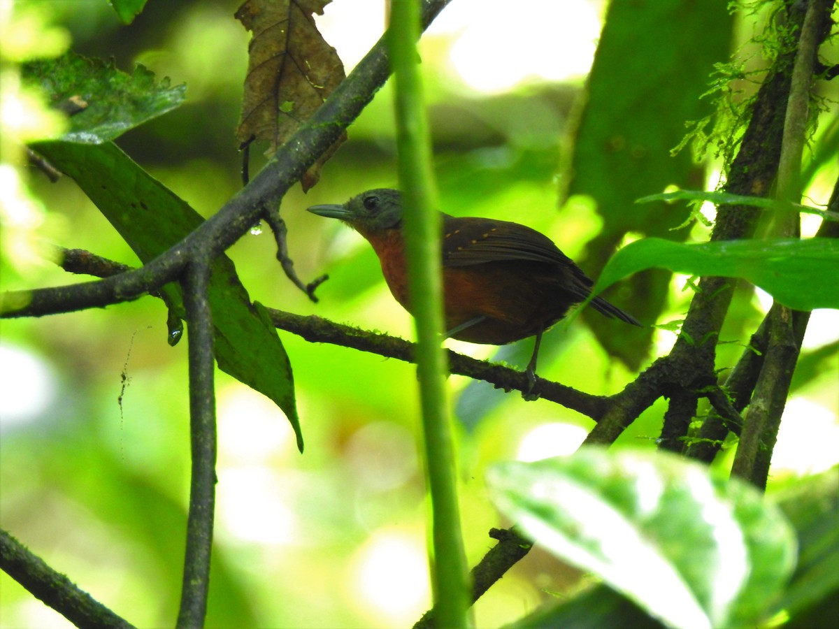 Spot-winged Antbird - ML329634661