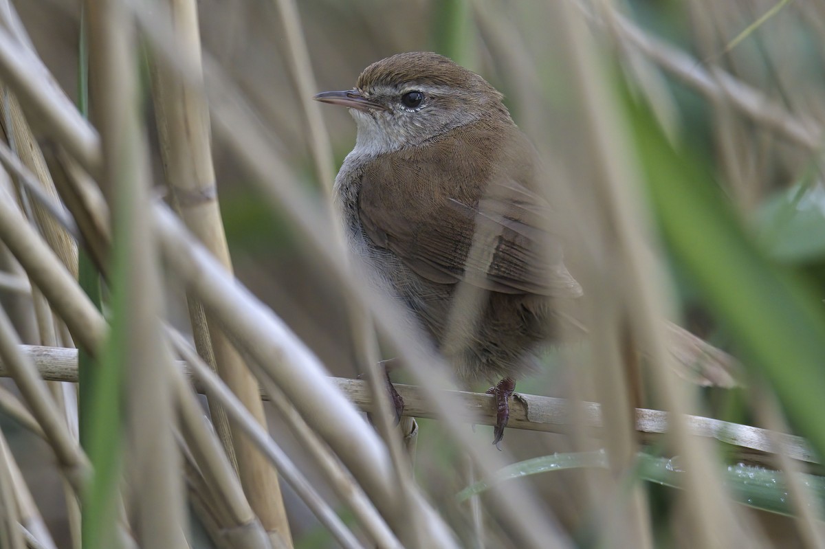 Cetti's Warbler - Dirk Engelen