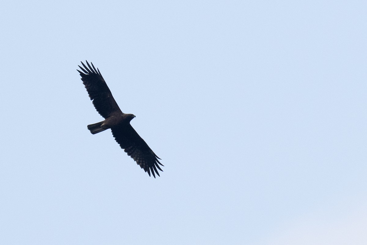 Booted Eagle - ML329634861