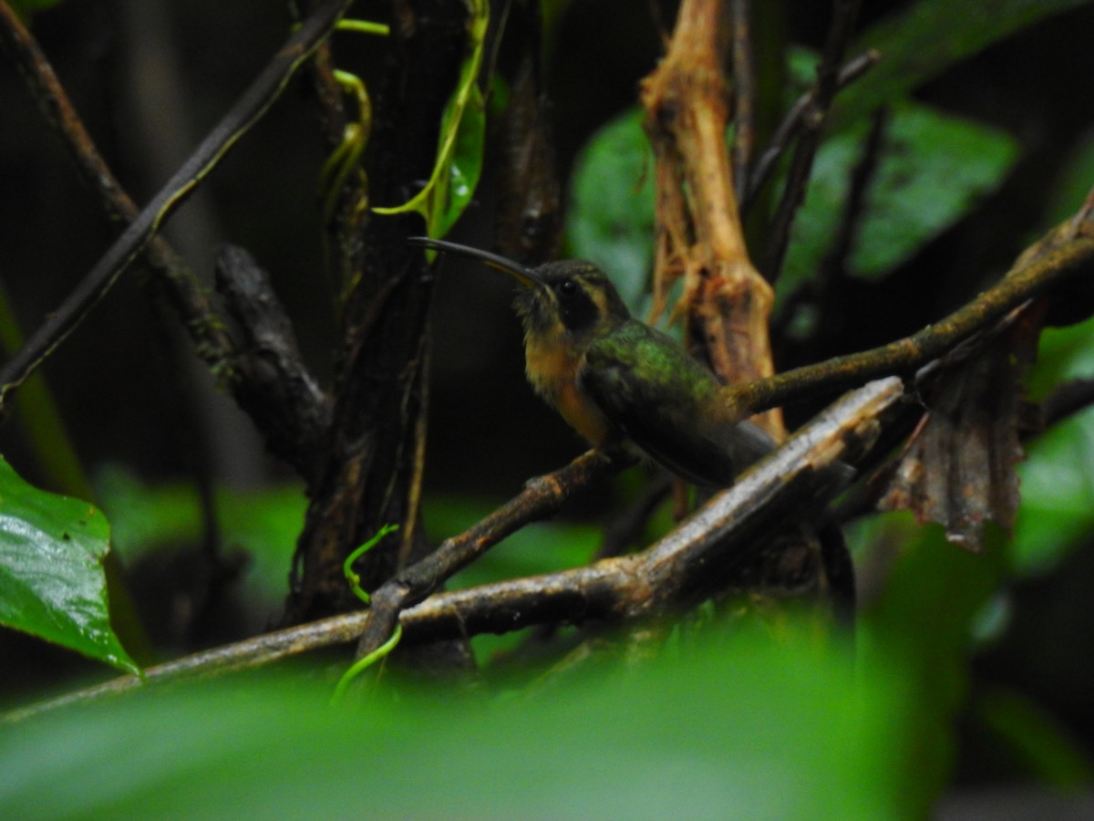 Gray-chinned Hermit - ML329635941