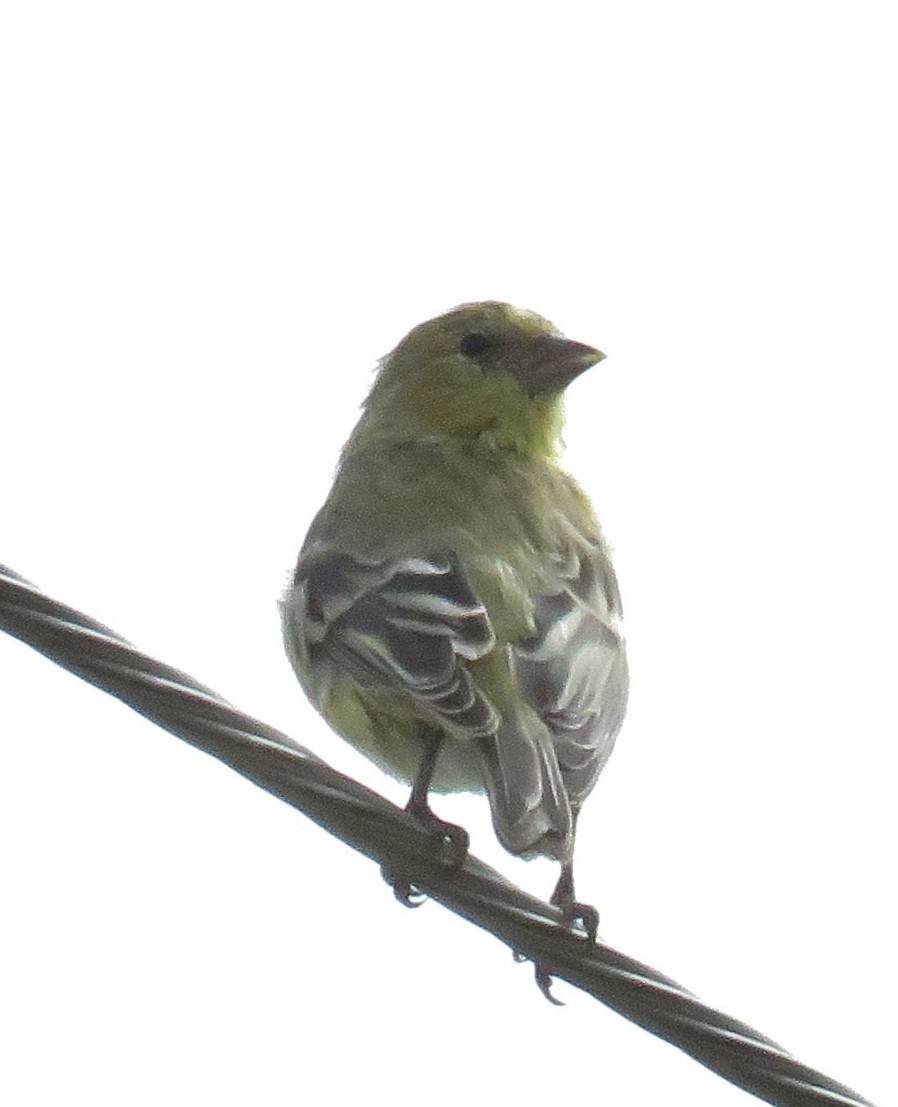 Chardonneret mineur - ML32963601
