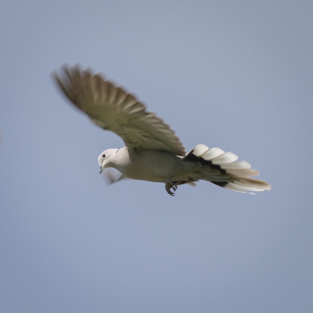 Eurasian Collared-Dove - ML329636031