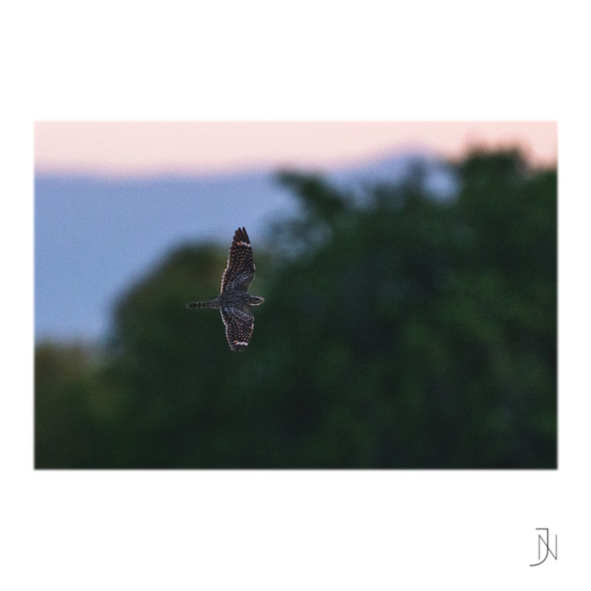 Lesser Nighthawk - Jeremy Neipp