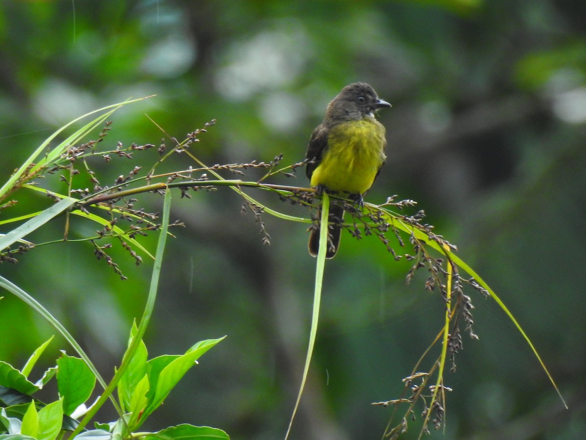 Dusky-chested Flycatcher - ML329637761