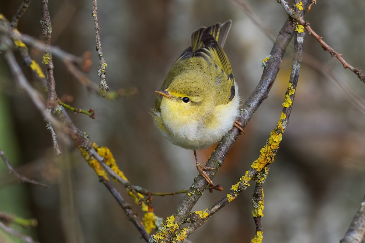 Wood Warbler - Yeray Seminario