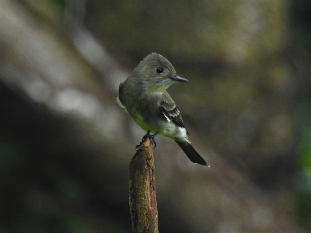 Western Wood-Pewee - ML329638481