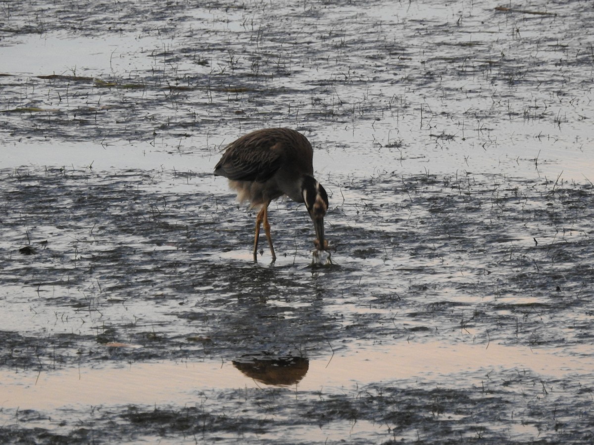 Yellow-crowned Night Heron - Debbie Olavarria