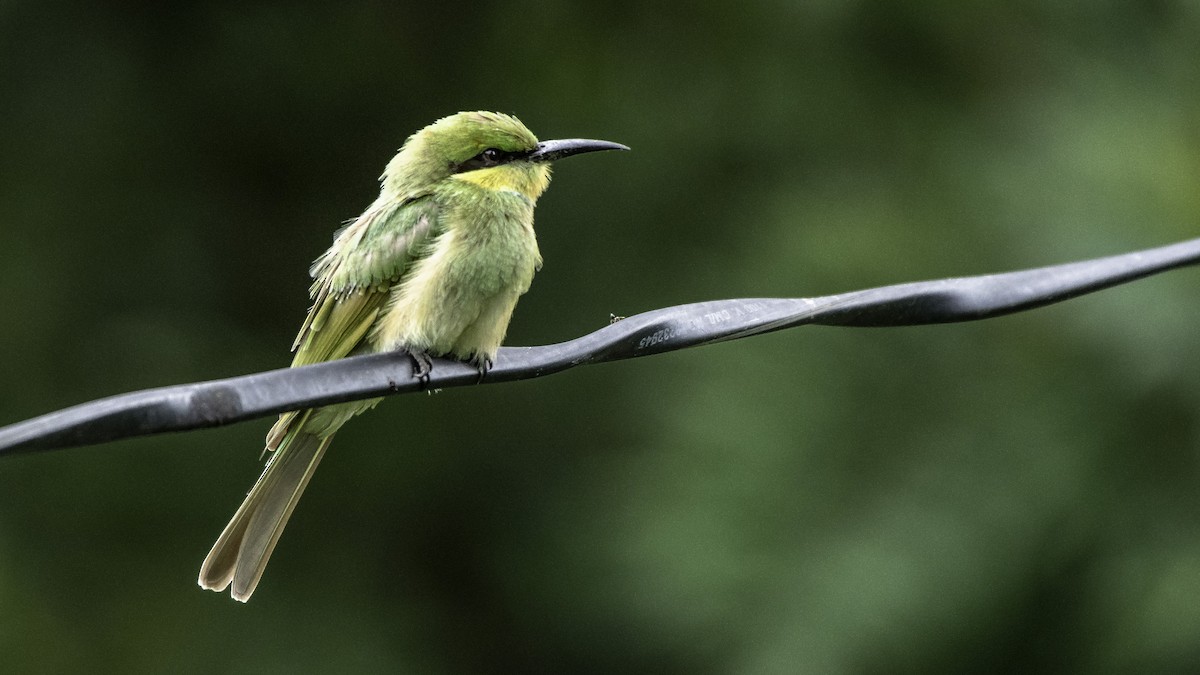 Asian Green Bee-eater - ML329642651