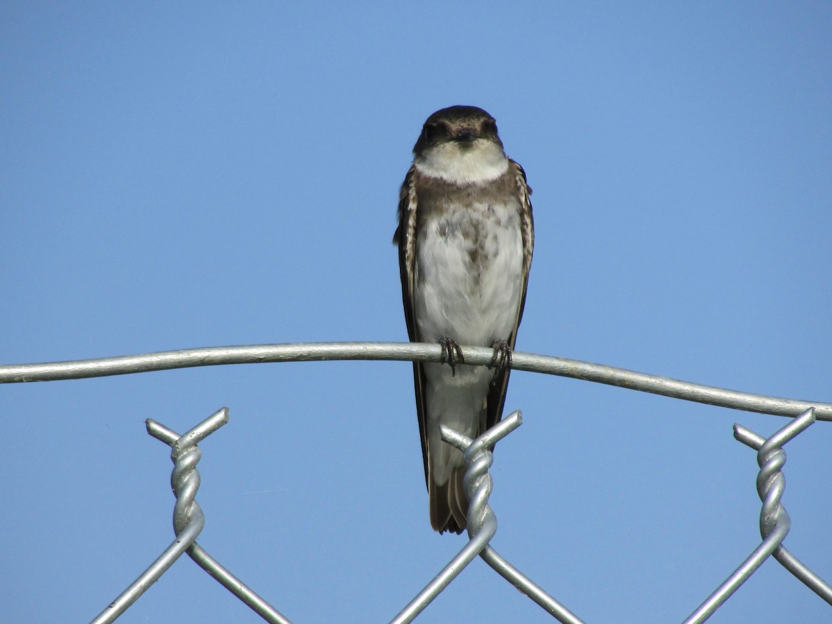 Bank Swallow - ML32964371