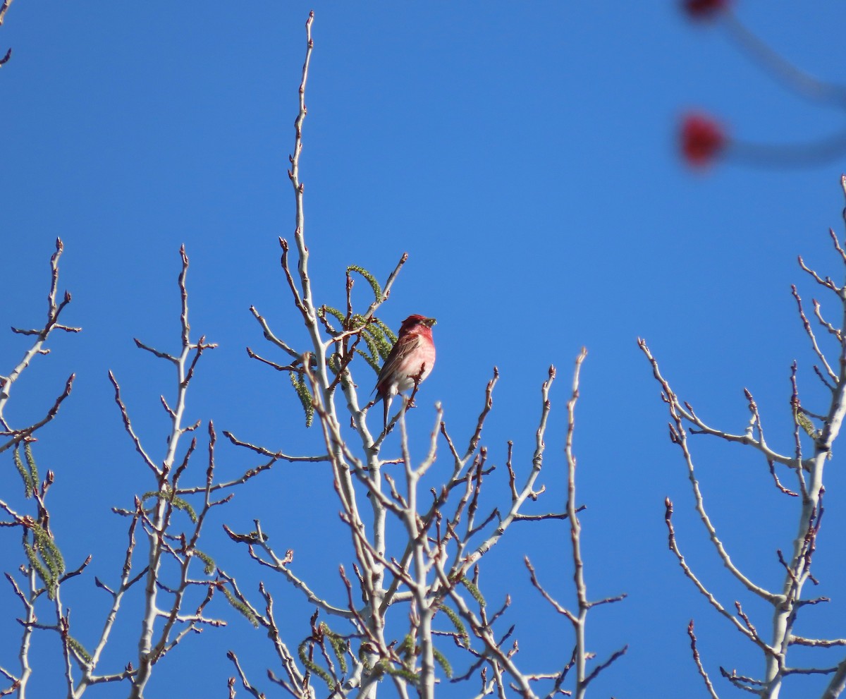 Purple Finch - Keegan Burke