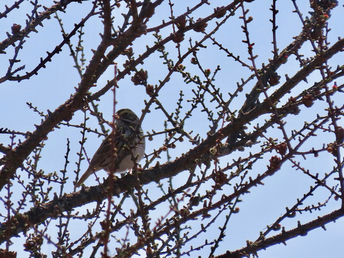 Savannah Sparrow (Savannah) - ML329644511