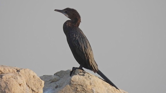 Little Cormorant - ML329644601