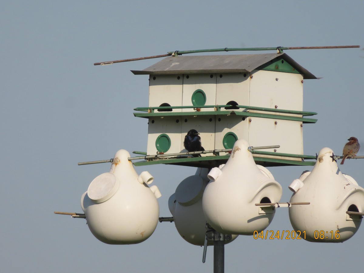 House Sparrow - ML329644761