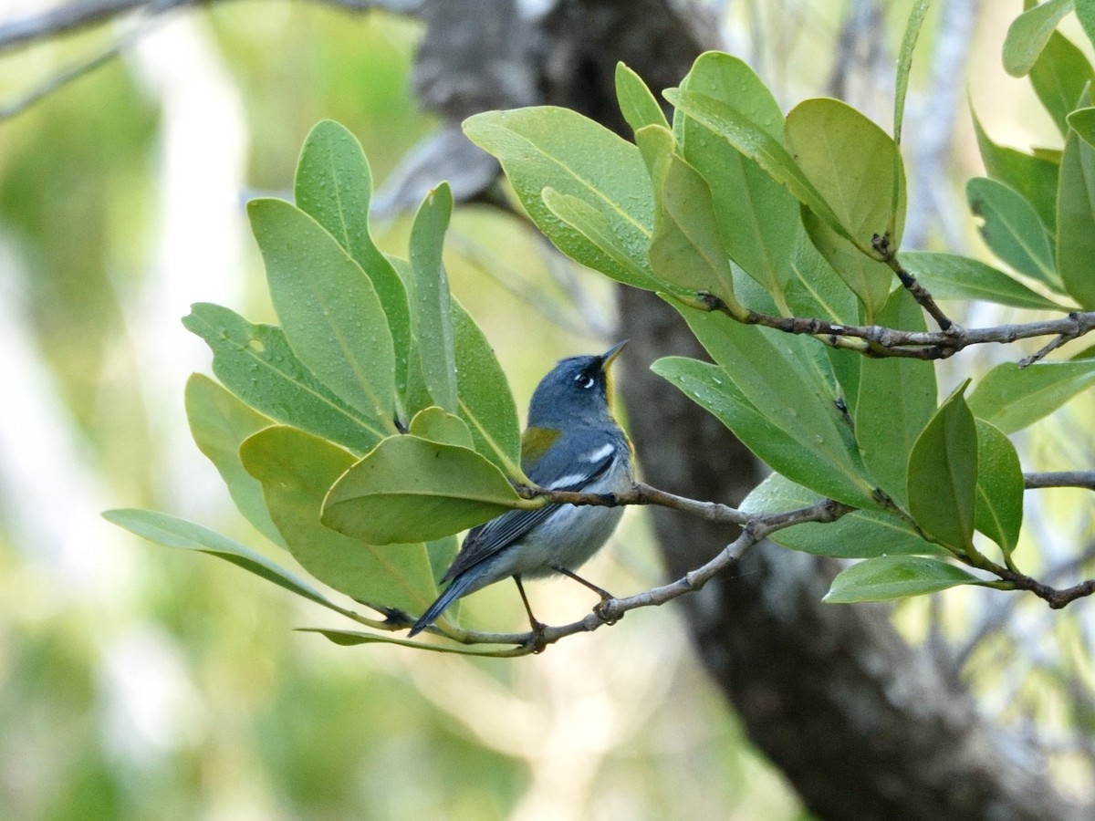 Northern Parula - ML329648211