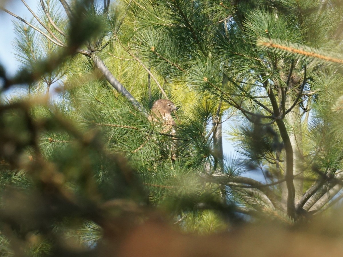 Broad-winged Hawk - Linda McCutcheon