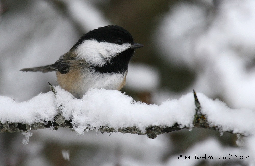 Black-capped Chickadee - ML32964881