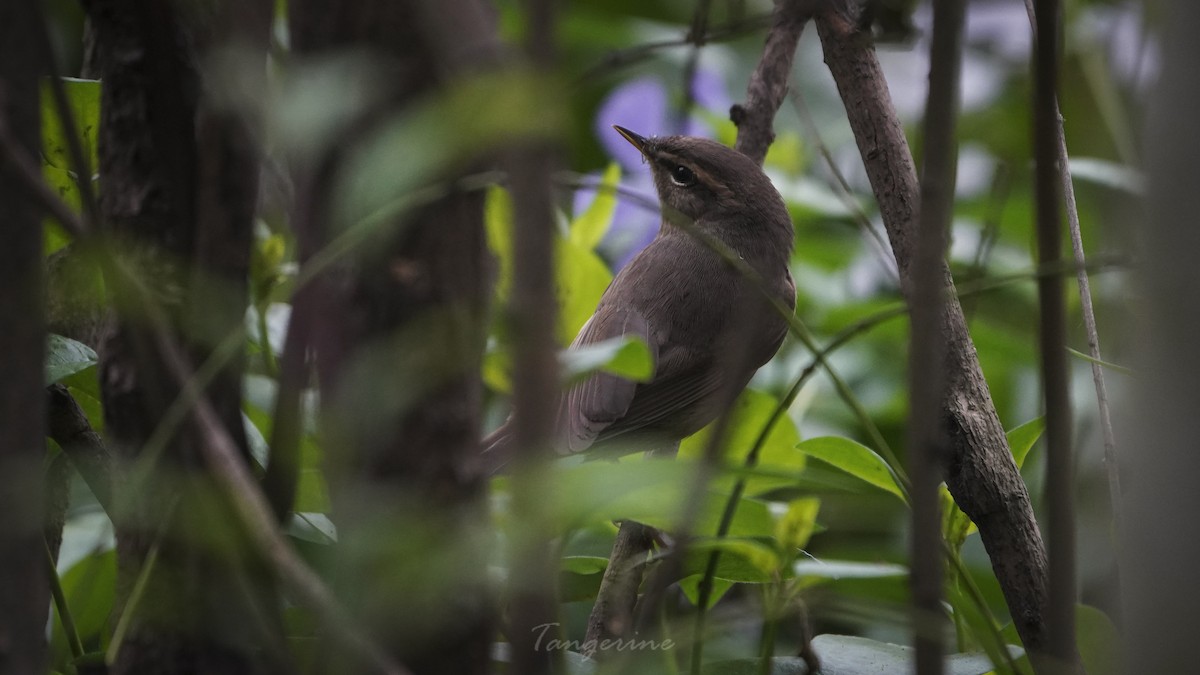 Dusky Warbler - Jiahua Xing