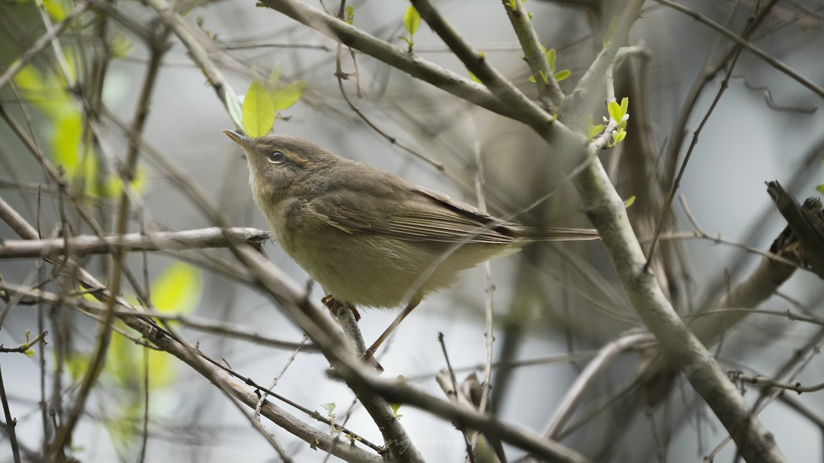 Dusky Warbler - ML329649171