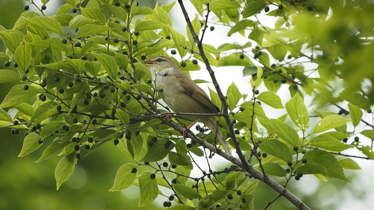 Manchurian Bush Warbler - ML329649701