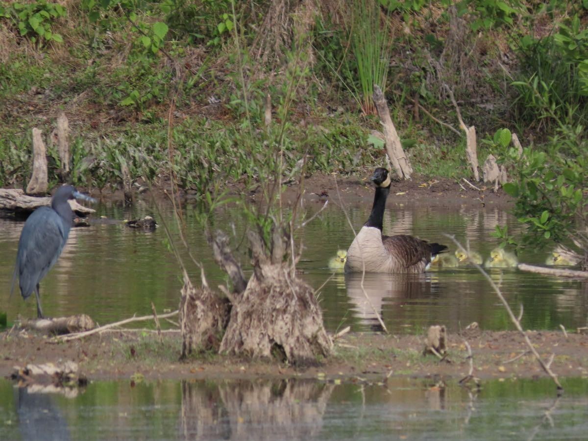 Little Blue Heron - ML329650631