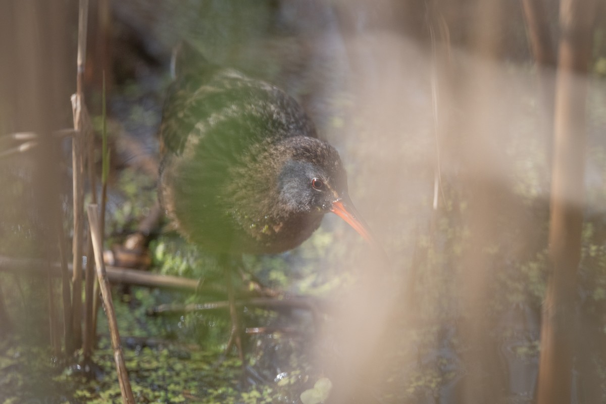 Virginia Rail - ML329650991