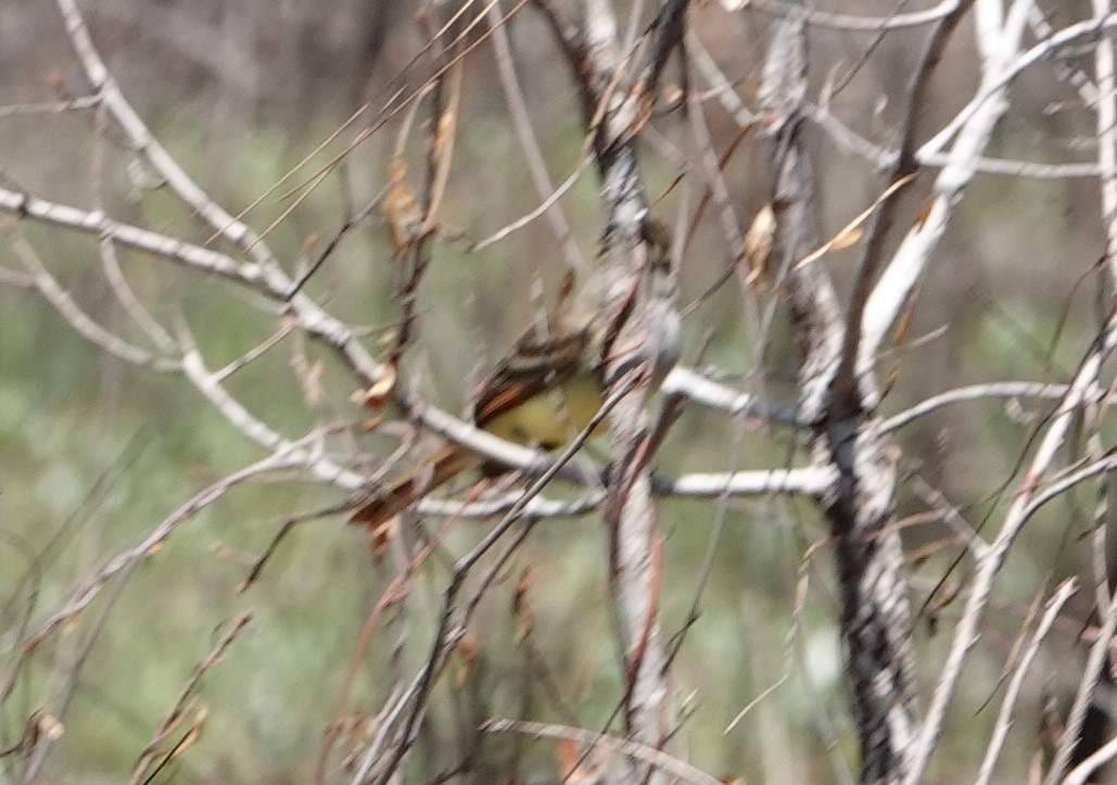 Great Crested Flycatcher - ML329651161