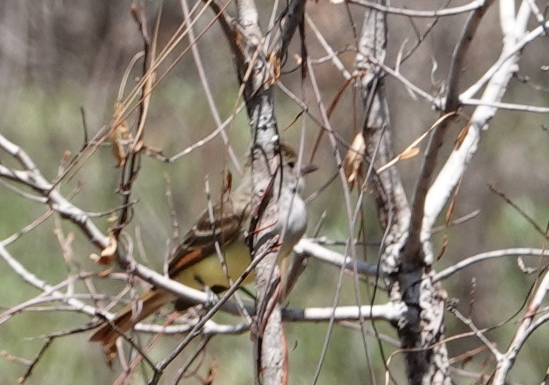 Great Crested Flycatcher - ML329651181