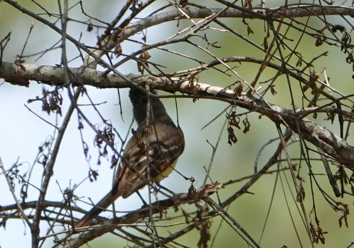 Great Crested Flycatcher - ML329651231