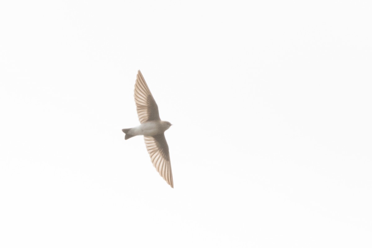 Northern Rough-winged Swallow - ML329651431