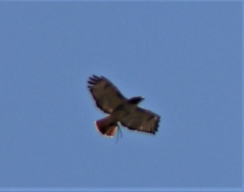 Red-tailed Hawk - ML329653621