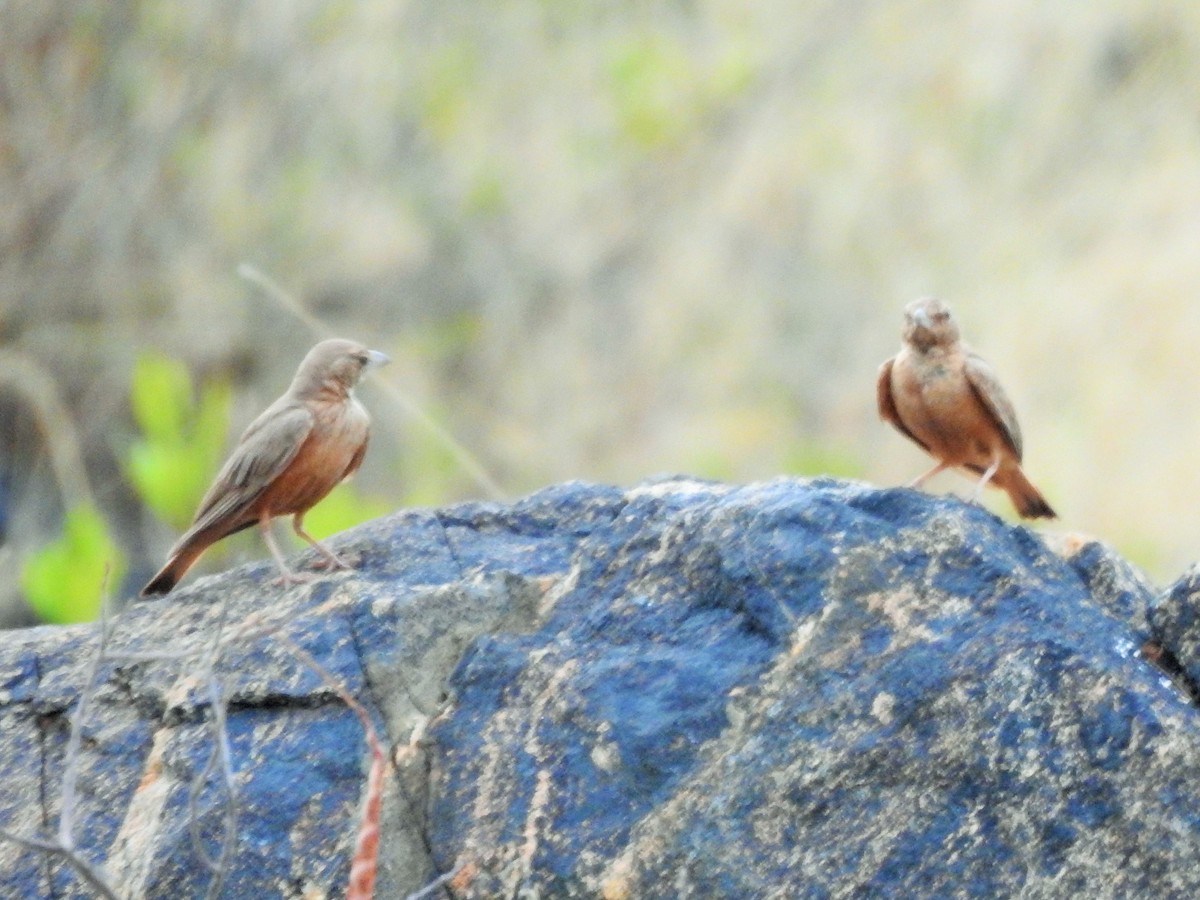 Rufous-tailed Lark - ML329655821