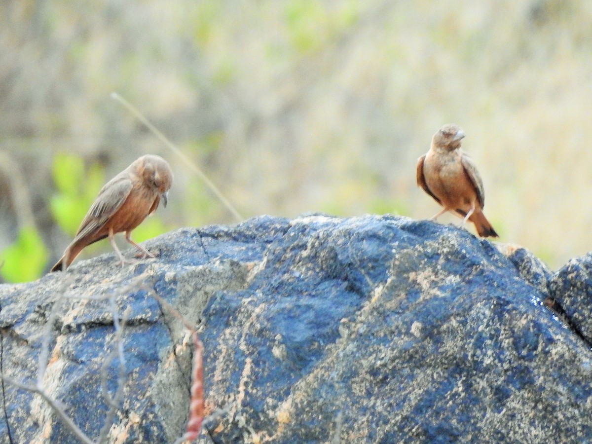 Rufous-tailed Lark - ML329655941