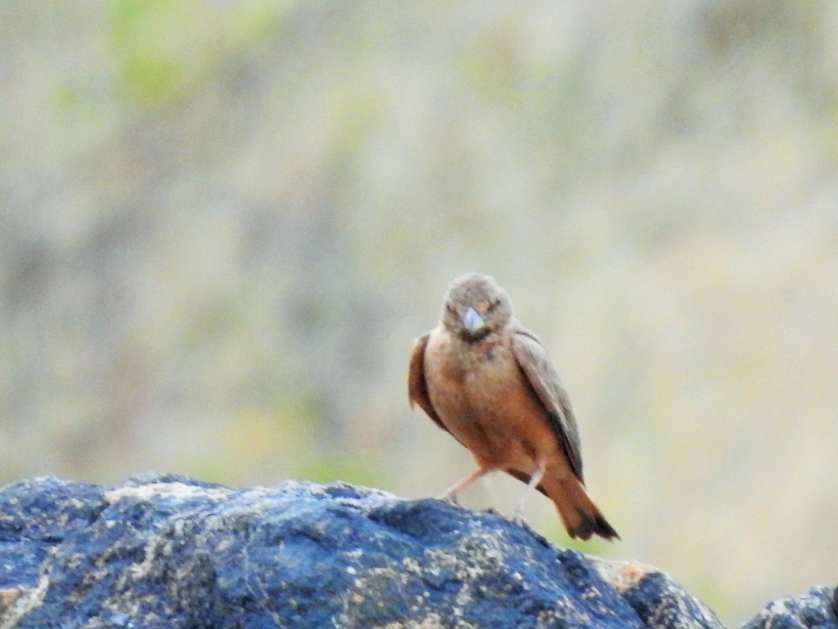 Rufous-tailed Lark - ML329656071